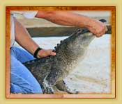 Everglades Tours Everglades Tours