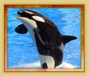 Combo pack includes Everglades Tour Plus Miami Seaquarium Tour Combo pack includes Everglades Tour Plus Miami Seaquarium Tour