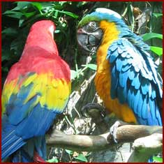 jungle-island-tour2