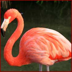 florida-everglades-tour4